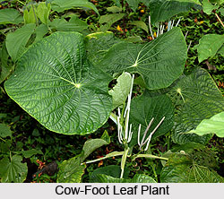 Cow-Foot Leaf, Indian Medicinal Plants