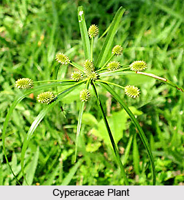 Cyperaceae, Indian Medicinal Plants