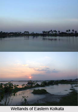 East Calcutta Wetlands