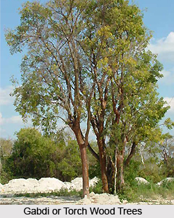 Gabdi, Torch wood tree, Indian Medicinal Plant