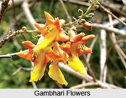 Gambhari, Indian Medicinal Plant