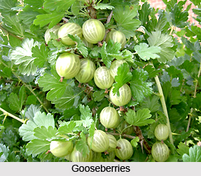 Gooseberry, Indian Herb