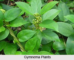 Gymnema , Indian Herb