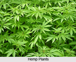 Hemp , Indian Herb