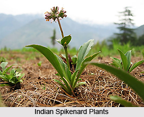 Indian Spikenard, Herb