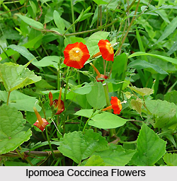 Ipomoea coccinea L, Indian Medicinal Plant