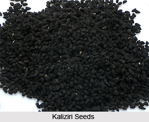Kaliziri, Indian Medicinal Plant