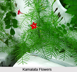Kamalata, Indian Medicinal Plant