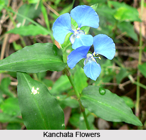 Kanchata, Indian Medicinal Plant