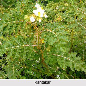 Kantakari, Indian Herb
