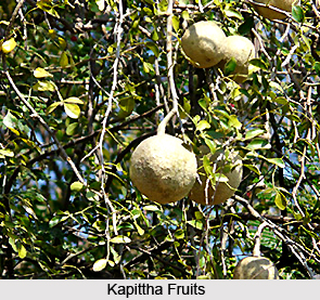 Kapittha, Indian Medicinal Plants