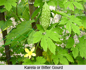 Karela, Bitter Gourd, Indian Medicinal Plant