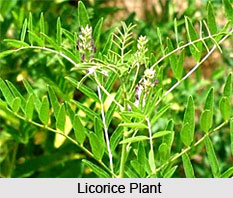 Licorice, Indian Herb