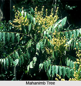Mahanimb, Indian Medicinal Plant
