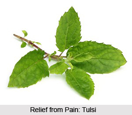 Painful Joints cured by Tulsi