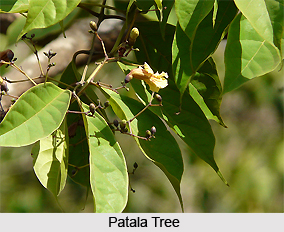 Patala, Indian Medicinal Plant