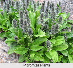Picrorhiza , Indian Herb