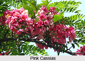 Pink Cassias , Indian Plant