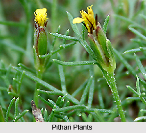 Pithari, Indian Medicinal Plant
