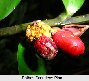 Pothos scandens, Indian Medicinal Plant
