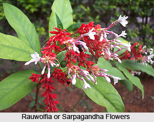 Rauwolfia - Sarpagandha, Indian Plant