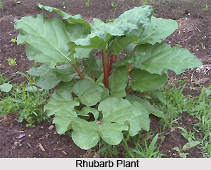 Rhubarb, Indian Plant