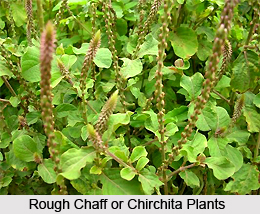 Rough Chaff - Chirchita, Indian Plant