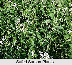 Safed Sarson, Indian Medicinal Plant