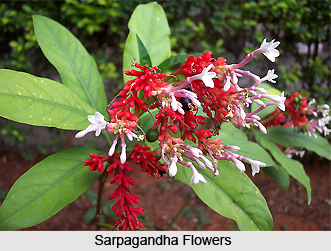 Sarpagandha, Indian Medicinal Plant