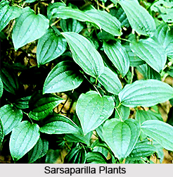 Sarsaparilla  , Indian Plant