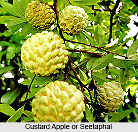 Seetaphal, Custard Apple Tree, Indian Medicinal Plant