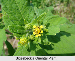 Sigesbeckia Oriental, Indian Medicinal Plant