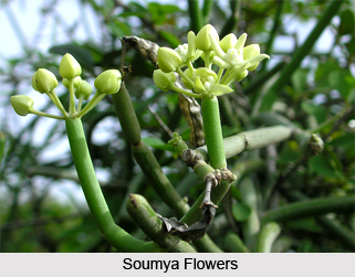 Soumya, Indian Medicinal Plant