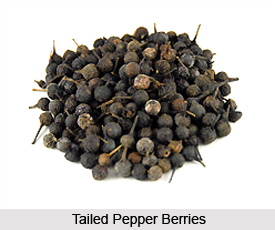 Tailed Pepper, Indian Medicinal Plants