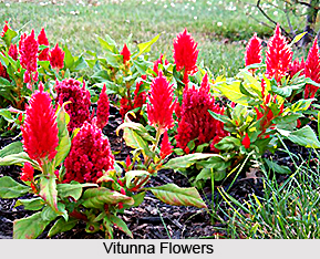 Vitunna,   Indian Medicinal Plants