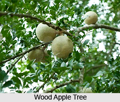Wood Apple, Indian Herb