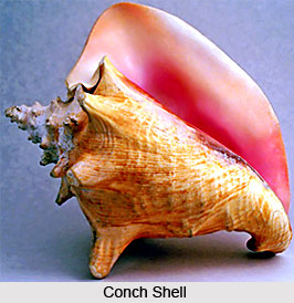 Conch, Wind Instrument