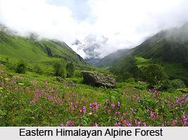 Eastern Himalayan Alpine Shrub and Meadows