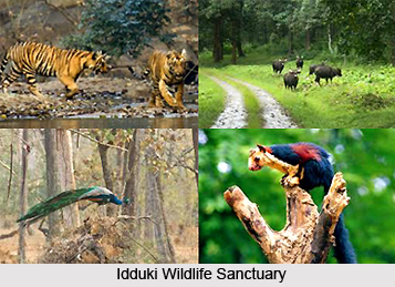Wildlife in South India