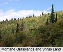 Montane Grasslands and Shrub-Lands in India