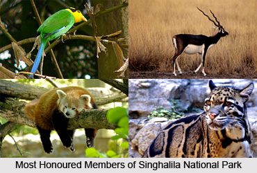 Singhalila National Park, Tourist Places in Darjeeling, West Bengal