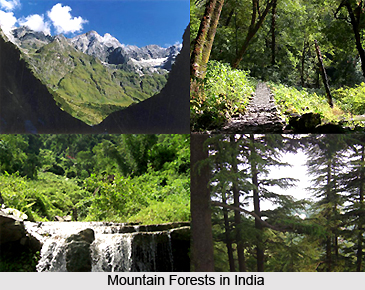 Mountain Forests in India