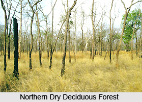 Northern Dry Deciduous Forests in India