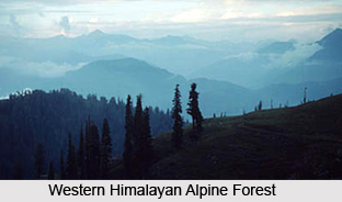 Western Himalayan Alpine Shrub and Meadows