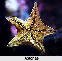 Starfish, Indian Marine Species