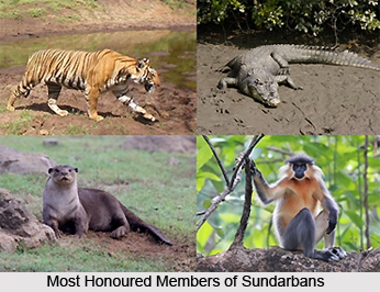 Sundarbans Freshwater Swamp Forests in India