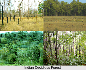 Forestry In India