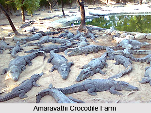 Amaravathi Crocodile Farm, Tiruppur District, Tamil Nadu