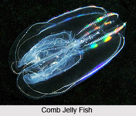 Comb Jelly, Jelly Fish, Indian Marine Species
