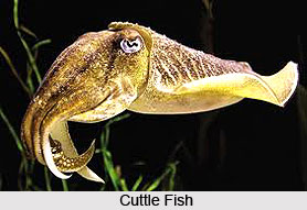 Cuttle Fish, Indian Marine Animals